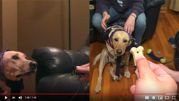 Alma receiving a treat during her EEG. (Image courtesy of Bliss Chapman's uTube video)
