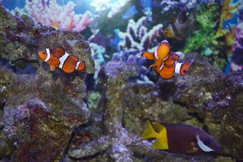 Every aquarium, including the one on the second floor of the VET Med Basic Sciences Building, should have some clownfish—a nod to Nemo and his dad! 