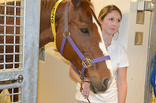 Visitors can interact with animals as large as a horse at the Vet Med Open House.