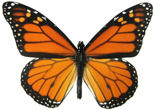 monarch butterfly