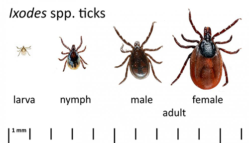 Ticks in their various stages of life.