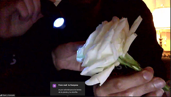 Elani and Gonzalo shine a UV light on a rose that has absorbed a solution that has made it fluorescent.