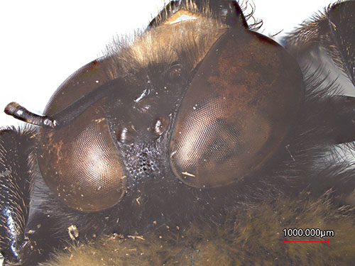 Image of a bumblebee's face that the Franklin 7th grade students took.