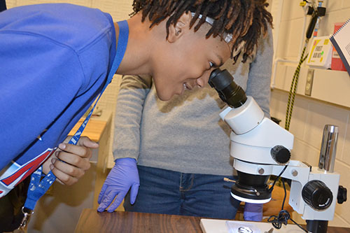 A seventh grader looks through a microscope during Franklin's visit to an MRL lab.