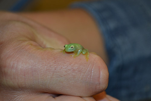 Fischer exhibits one of her tiny nonpoisonous, nocturnal frogs.