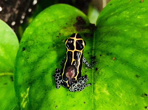Charismatic Neotropical Poison Frogs. (Images courtesy of Eva Fischer.)